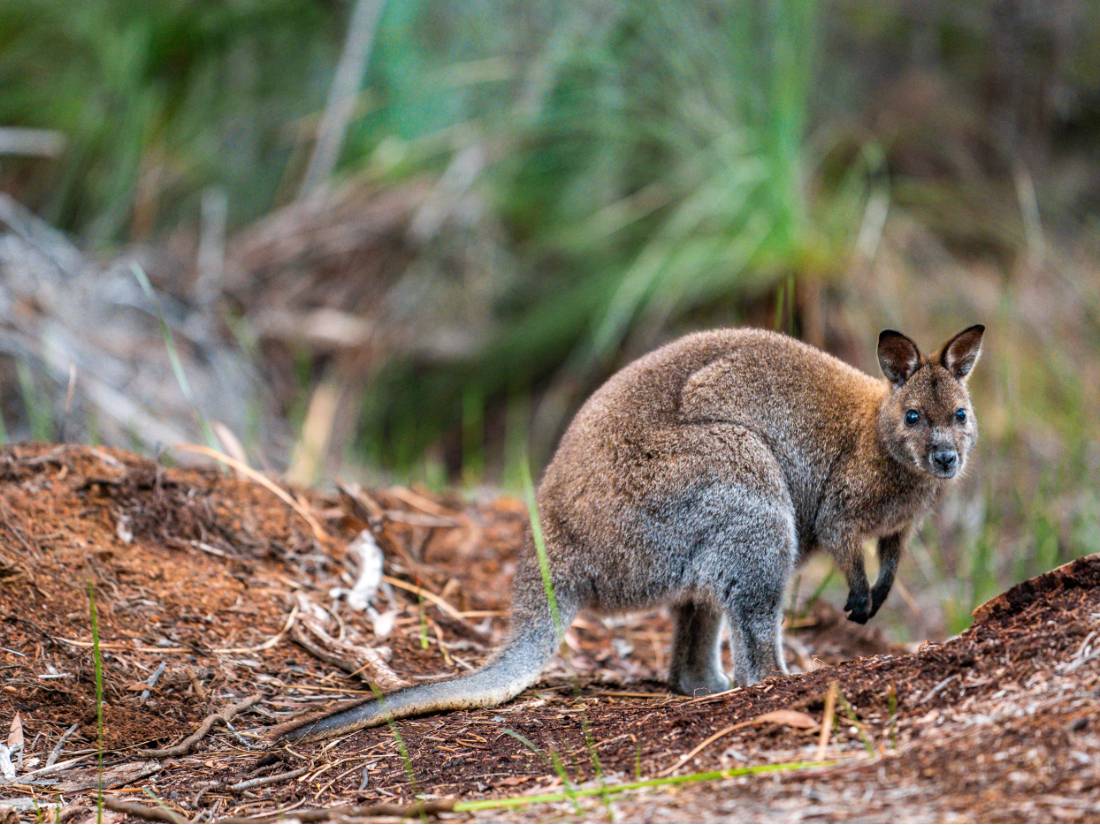 Wildlife on Flinders Island |  <i>Lachlan Gardiner</i>