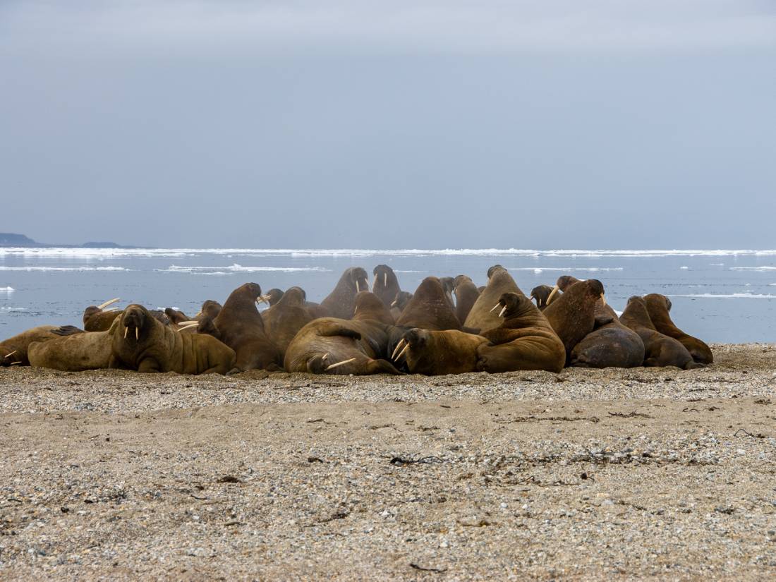 Walrus halout in Svalbard |  <i>Toby Story</i>