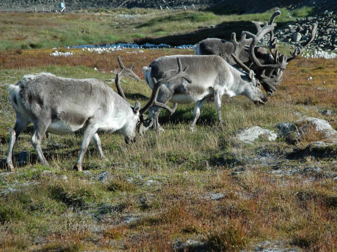 Wild reindeer in the Arctic |  <i>Fiona Windon</i>